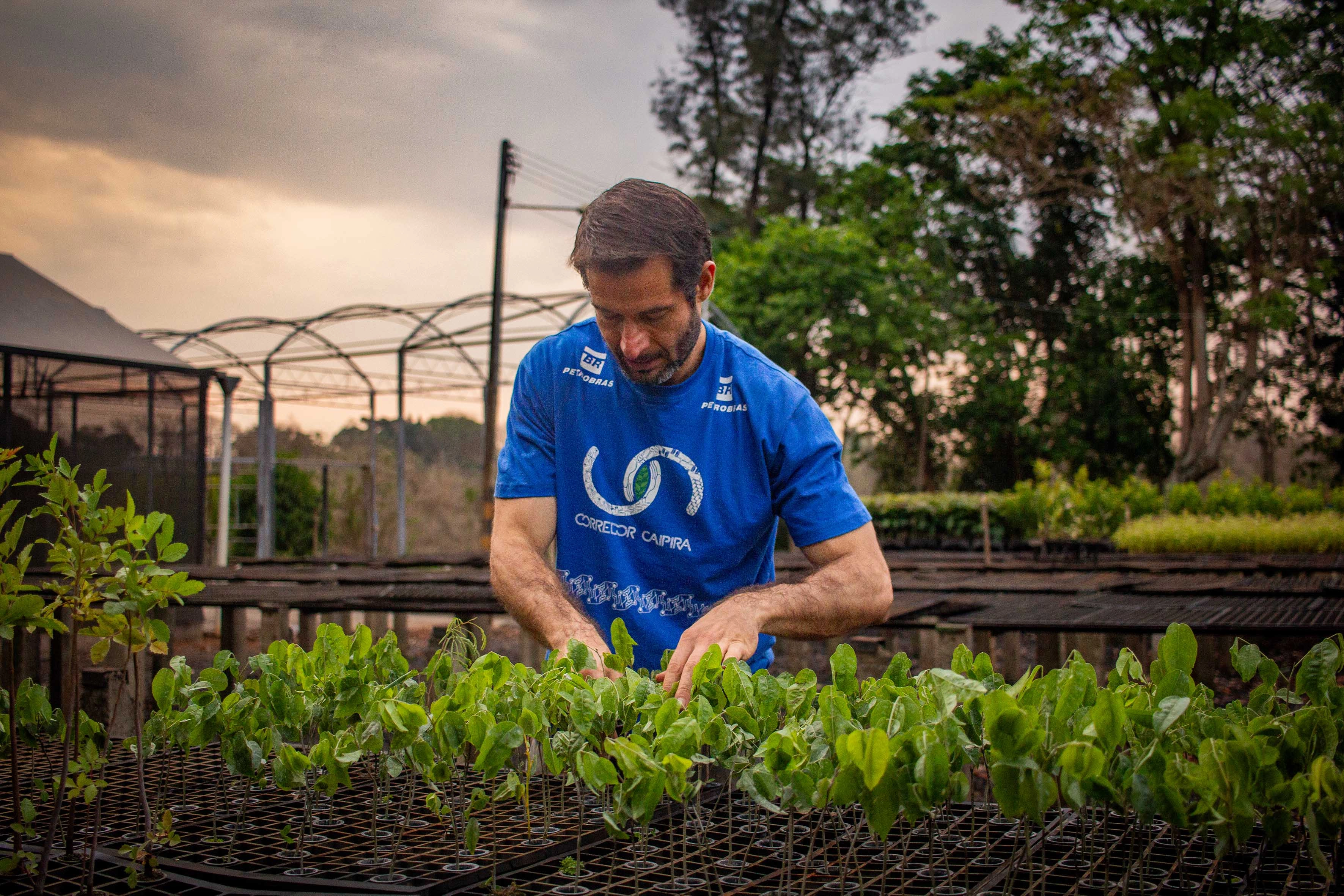 “Super El Niño traz consequências agrícolas e chama a atenção para a restauração da vegetação nativa”, aponta Corredor Caipira