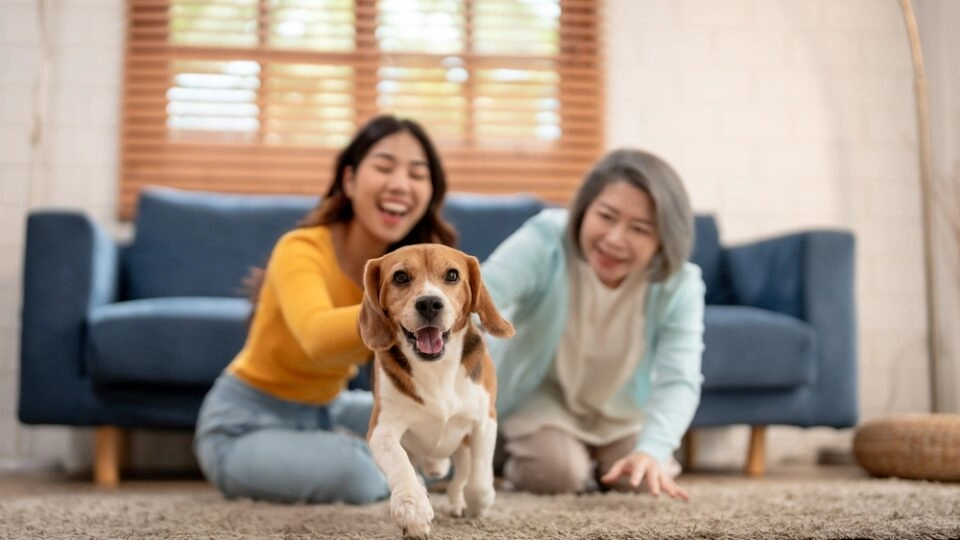 Pets: um vínculo muito além da companhia O convívio com um bichinho de estimação traz benefícios para a saúde e bem-estar