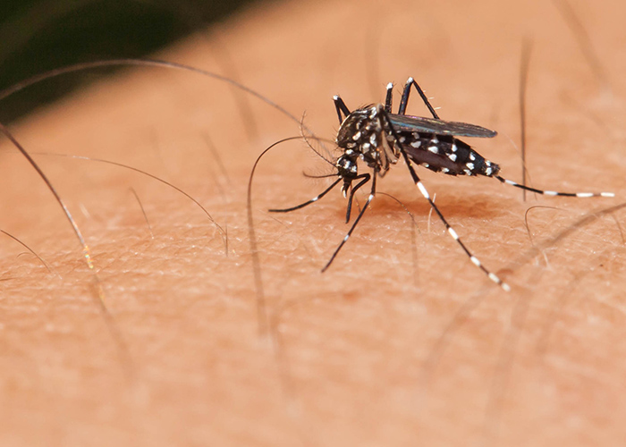 Secretaria de Saúde orienta sobre os cuidados para evitar a dengue