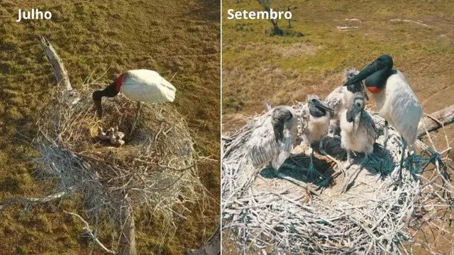 Fotógrafo registra crescimento de filhotes de tuiuiú em Miranda