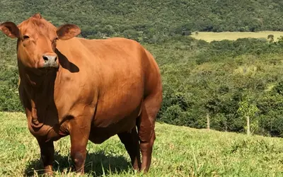 Imagem de exemplo