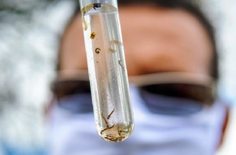 Boletim Epidemiológico: MS registra 10.041 casos confirmados de chikungunya