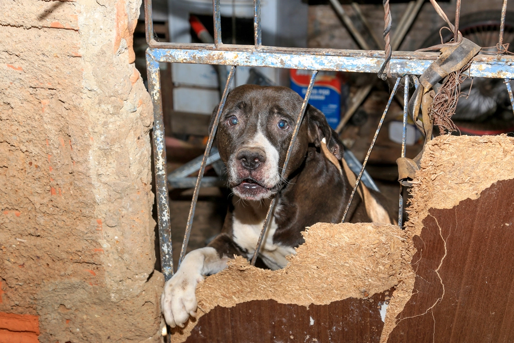 Prefeitura prossegue com vacinação antirrábica de cães e gatos nos bairros de Corumbá MS