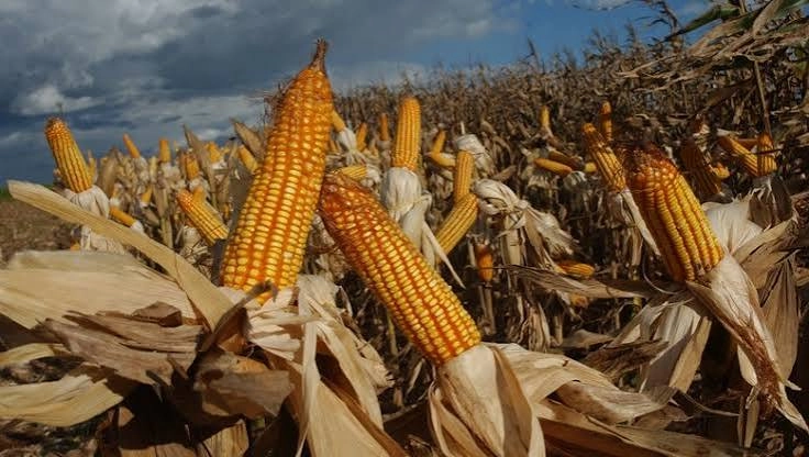 MS acelera colheita do milho e já retirou cereal de 87,2% da área plantada