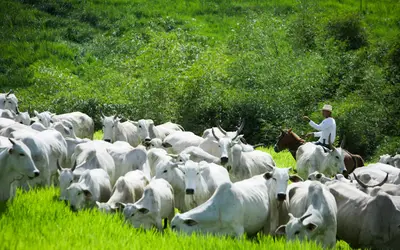 Rebanho bovino recua, mas exportações de carne batem recorde em 2025