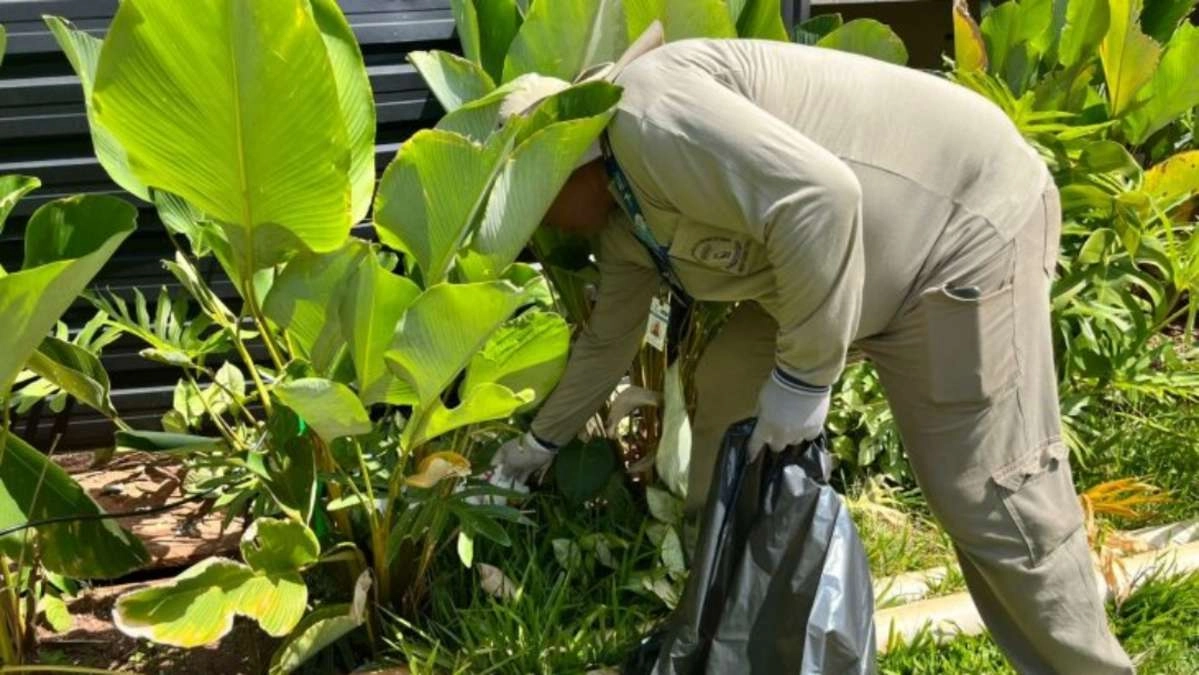 Boletim: MS registra 10,6 mil casos confirmados de chikungunya neste ano