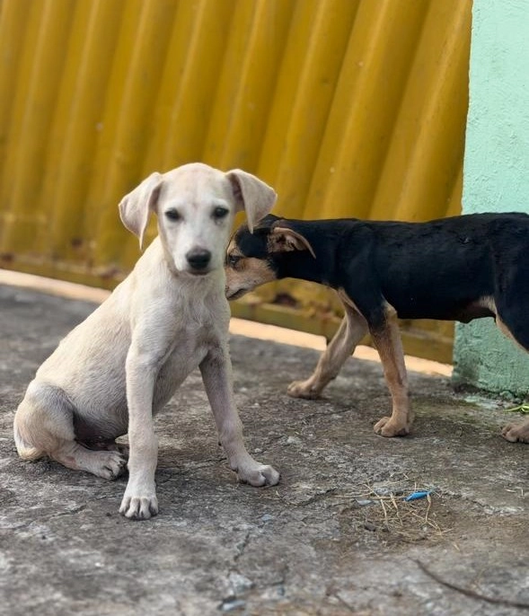 Polícia Civil autua homem por maus-tratos e resgata filhotes de cães em Corumbá MS