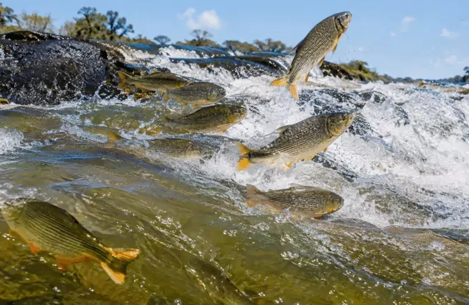 Fiscalização nos rios de Mato Grosso do Sul é intensificada antes da piracema