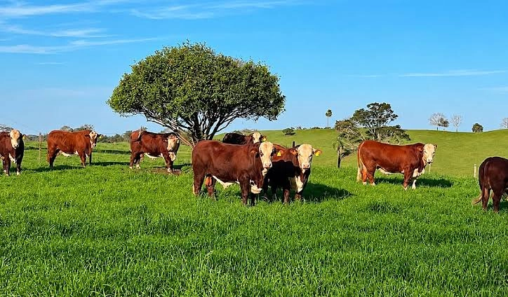 Manejo e genética impulsionam produção de gado de corte na Fazenda Buena Vista, em Aratiba