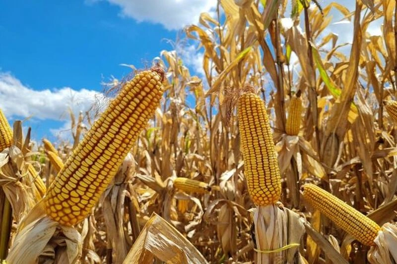 Emater/RS-Ascar anuncia estimativas iniciais da safra de verão no Rio Grande do Sul