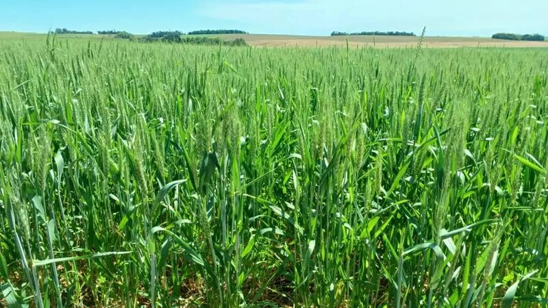 Lavoura de trigo evolui de forma satisfatória no Rio Grande do Sul