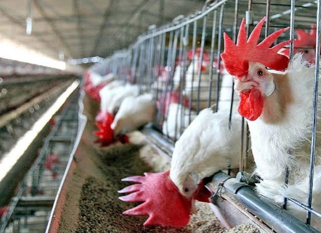 Rio Grande do Sul registra caso de gripe aviária em aves de subsistência no município de Selbach
