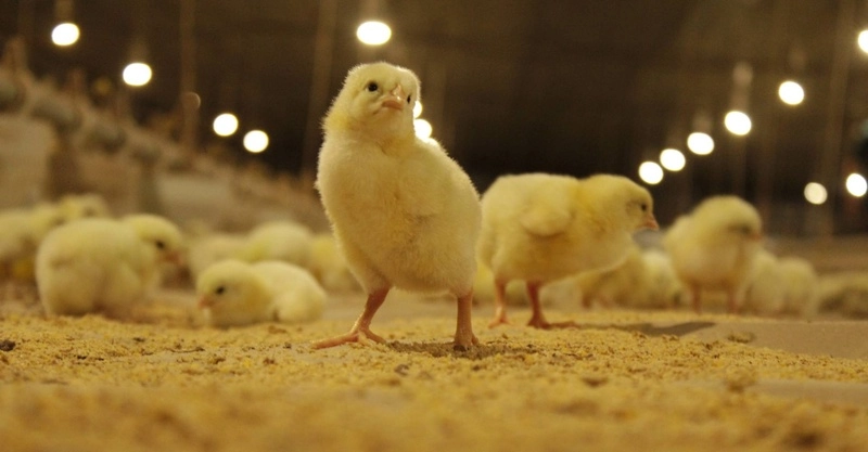 China amplia produção de frango e pode se tornar concorrente do Brasil no mercado mundial