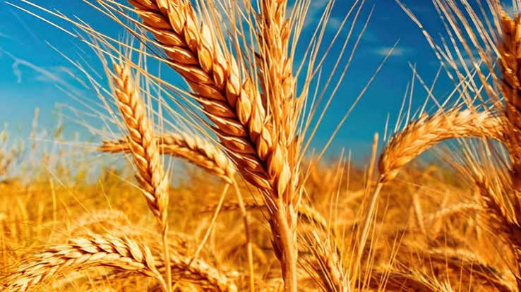 Machadinho promove Dia de Campo sobre a cultura do trigo