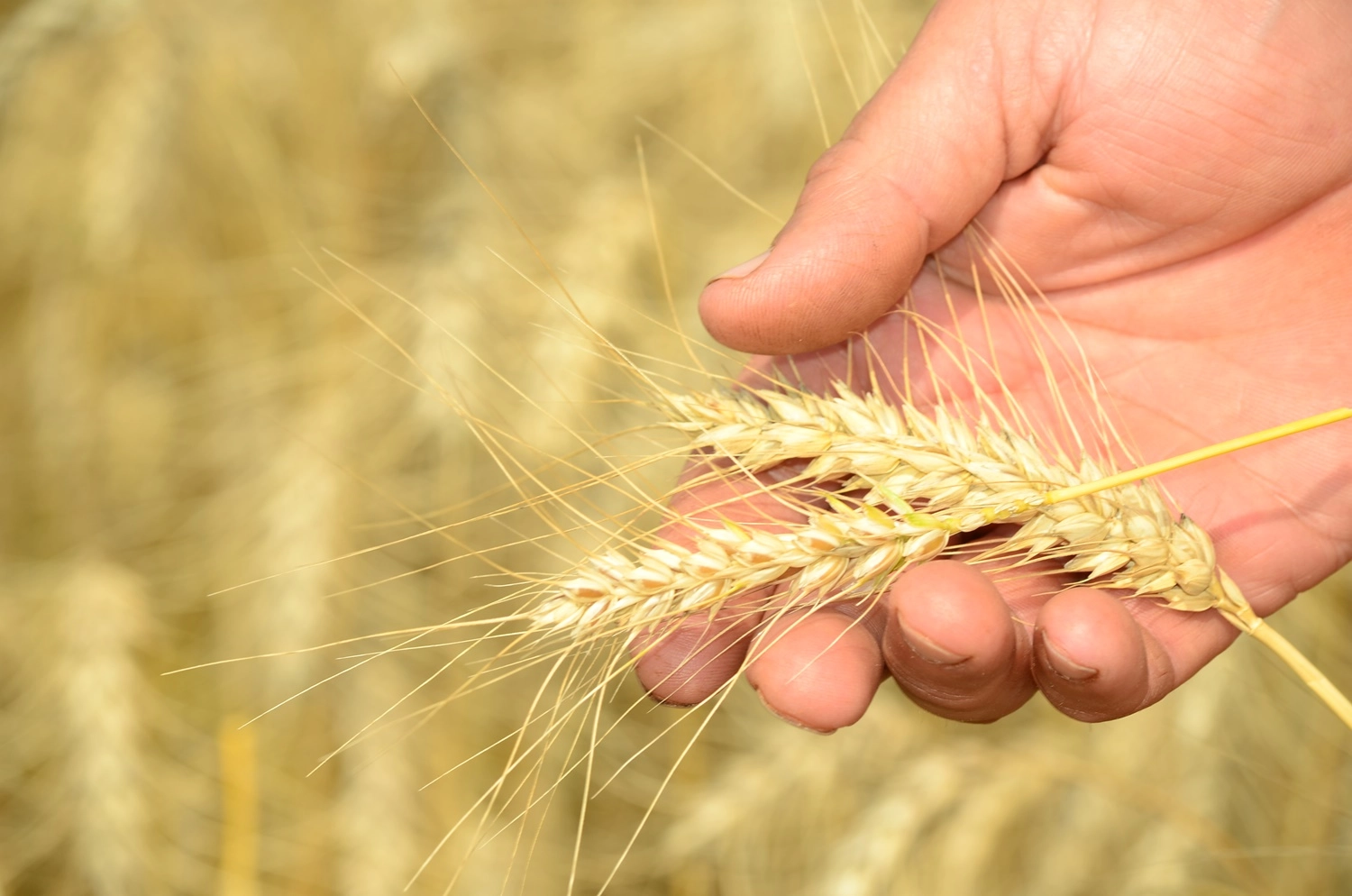 Qualidade do trigo piora, e só 23% atingem PH mínimo para farinha tipo 1