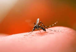 Saúde de Concórdia registra sete casos de dengue e chikungunya em 2026