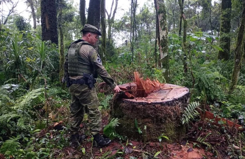 Indígenas denunciam e polícia prende grupo por extração ilegal de madeira em Nonoai