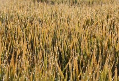 Preços recebidos pelos produtores rurais gaúchos sobem 7,54% em setembro