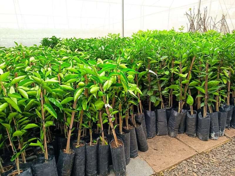 Severiano de Almeida investe mais de R$ 300 mil e distribui quase 16 mil mudas de citros a agricultores
