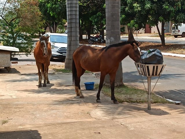 Imagem de exemplo