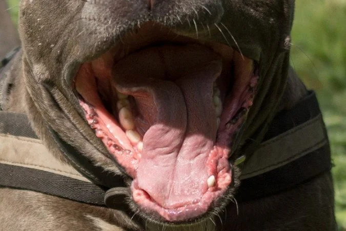 'SEM RAIVA' DESDE 2.000: Distrito Federal confirma primeiro caso de raiva em cães após 26 anos