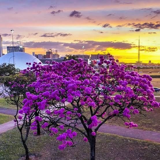 CAPITAL FEDERAL É UM CARTÃO POSTAL: Florescimento dos ipês colorem Brasília