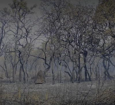 FOGO NO CERRADO: Grande Brasília registra 54 incêndios em vegetação em apenas um dia, informa Corpo de Bombeiros