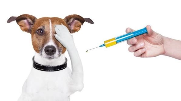 IMUNIZAÇÃO DE PETS: Campanha de vacinação para cães e gatos continua em setembro