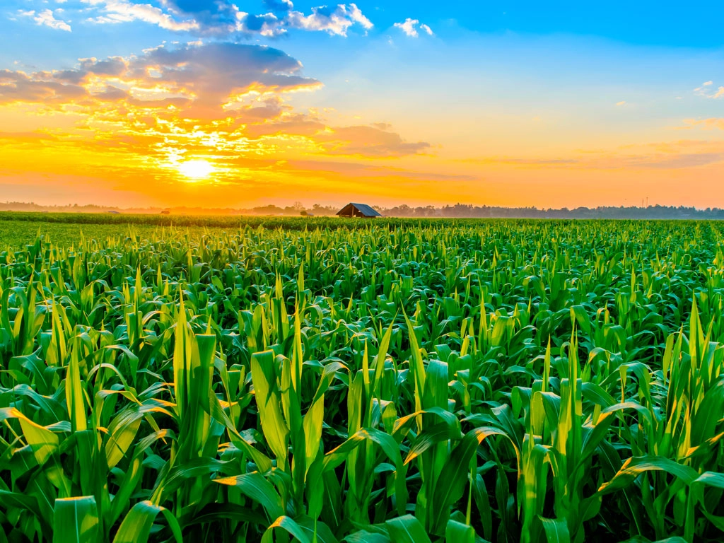 'ANO SUPER-PRODUTIVO': Produção agrícola do 'quadrilátero' movimentou R$ 1,88 bilhão em 2025