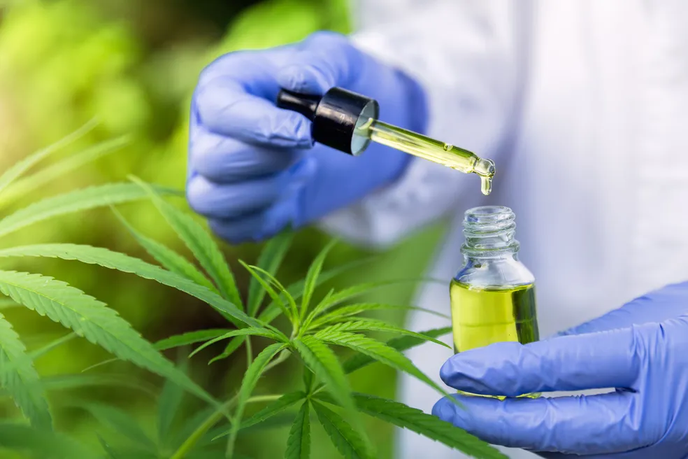 MACONHA: Para associações, normas ainda deixam pontos em aberto sobre 'cannabis'