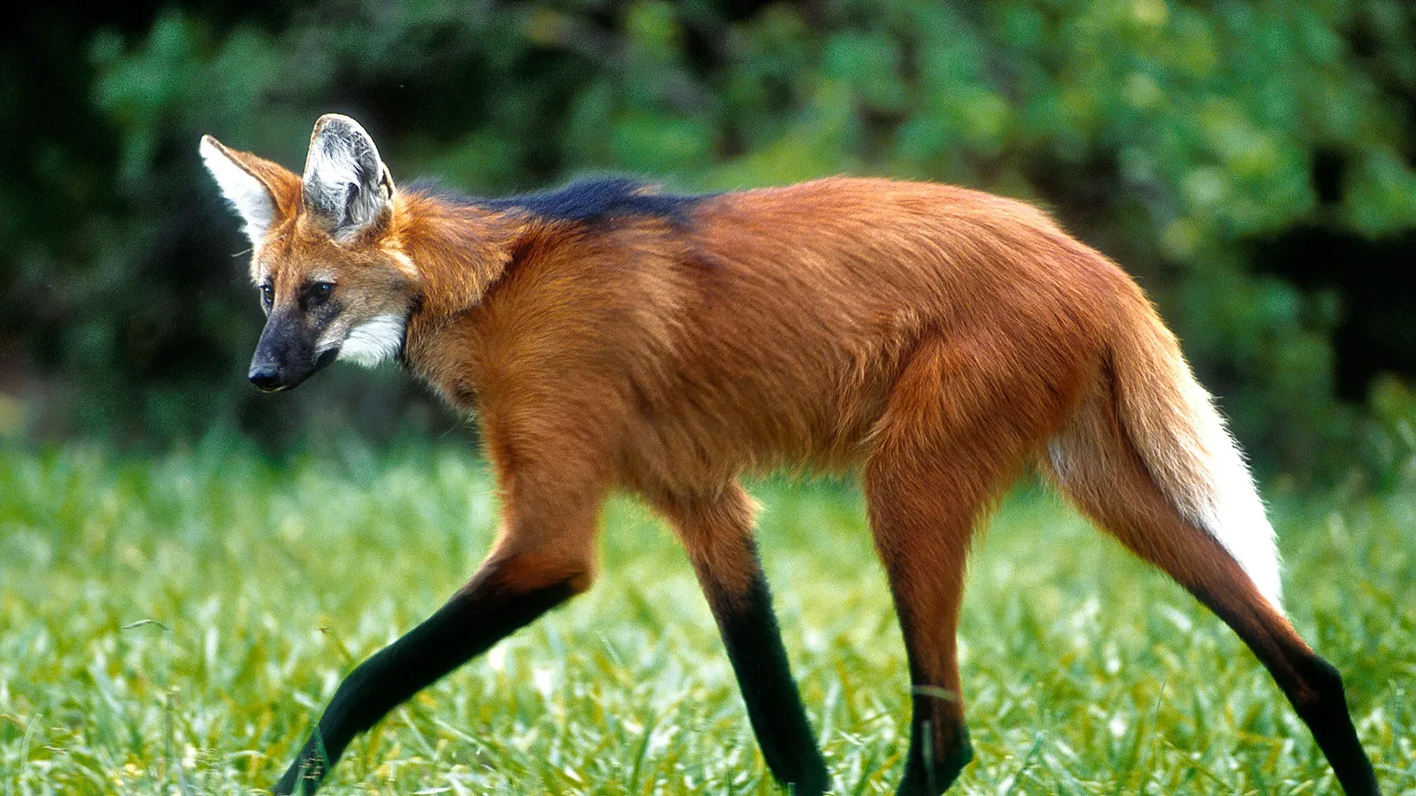 AO LADO DO PARQUE NACIONAL: Lobo-guará é resgatado pelo Batalhão Ambiental em rua da Vila Estrutural