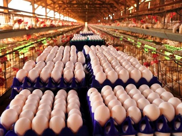 PRODUÇÃO DO AGRO FOI DE R$ 5,8 BI: A produção de ovos disparou e impulsionou setor