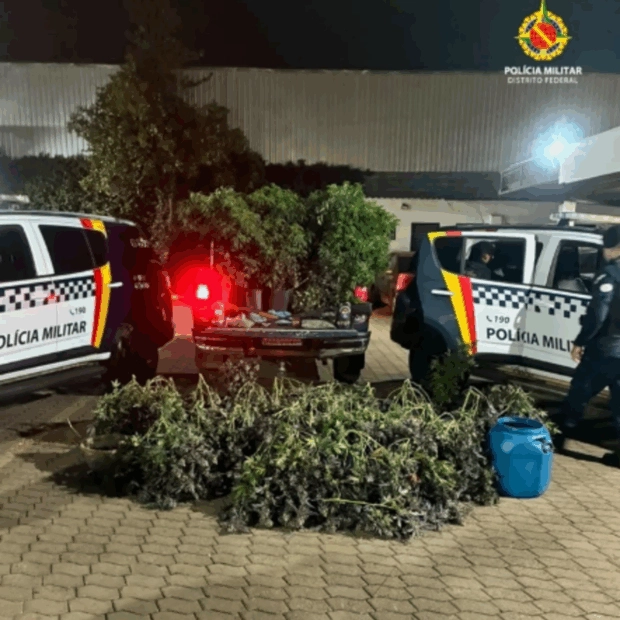 SUPER-MACONHA: PM apreende 80 pés da droga e duas espingardas em chácara do Guará