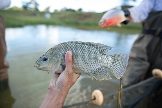 PRODUÇÃO DE TILÁPIA: Cresce criação do peixe na Grande Brasília, mas produtores enfrentam desafios