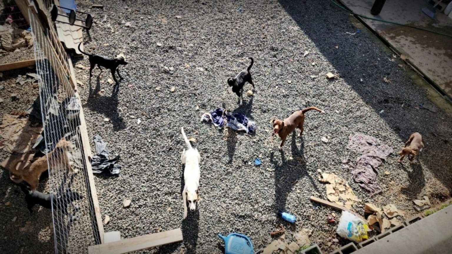 "JUDIAÇÃO" ANIMAL: Mais de 30 cães e gatos são resgatados em situação de maus-tratos no Guará