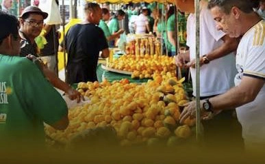 "AME-O OU DEIXE-O": Temporada de pequi chega com as chuvas em Brasília