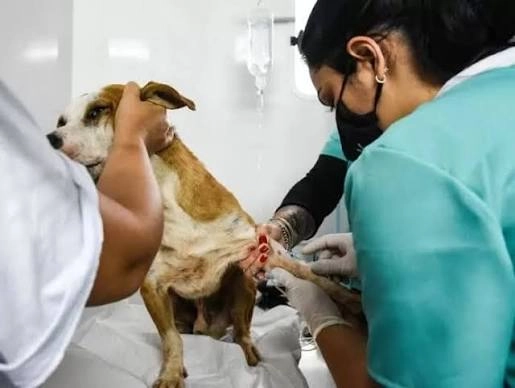 CASTRAÇÃO DE ANIMAIS: GDF disponibiliza mais de 5 mil vagas para procedimento gratuito de cães e gatos