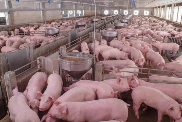 Oferta cresce e leva suinocultura a prejuízo de R$ 180 por animal, aponta Itaú BBA