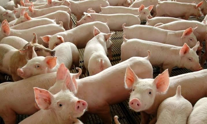 Mercado do suíno vivo e da carne ganha fôlego após semanas de forte pressão