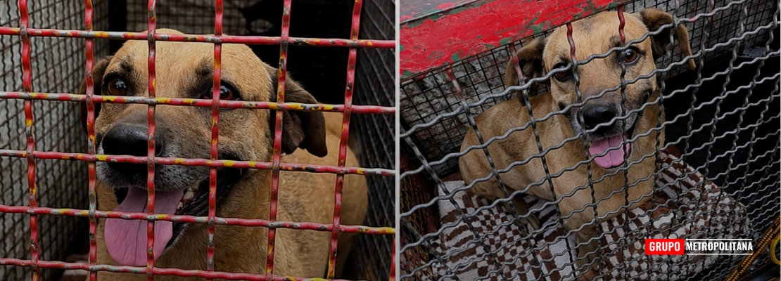 CÃO MASCOTE É RESGATADO APÓS INCÊNDIO EM EMPRESA DE CORDEIRÓPOLIS