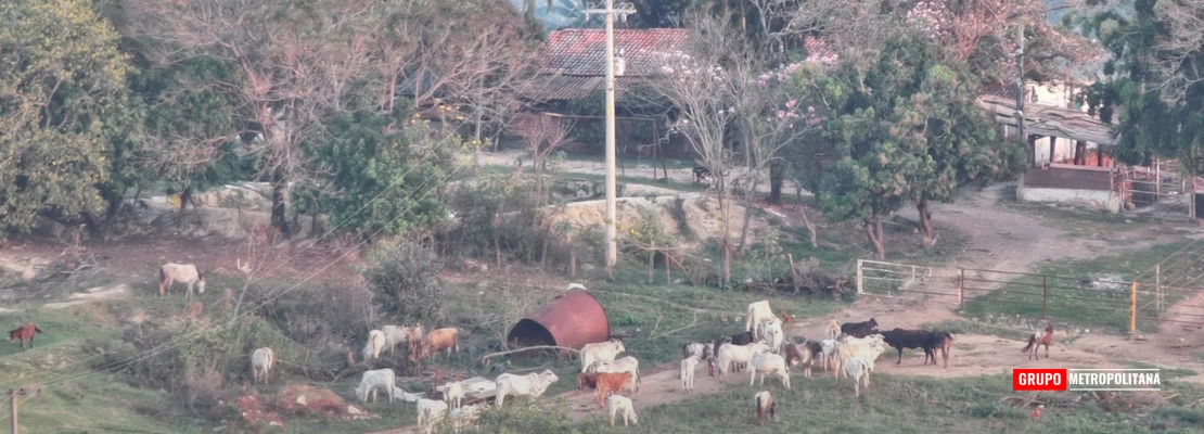 FORAGIDOS POR QUÁDRUPLO HOMICÍDIO NO PARANÁ SÃO PRESOS EM RIO DAS PEDRAS E SANTA BÁRBARA D’OESTE