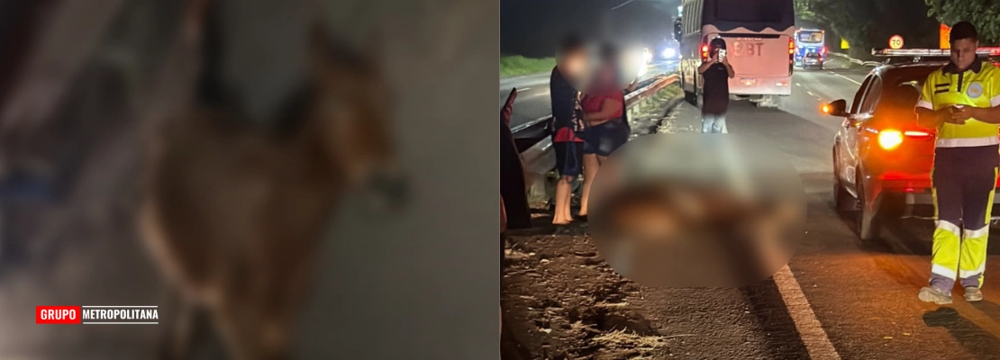 CAVALO MORRE APÓS SER ATINGIDO POR CARRO E ÔNIBUS EM RODOVIA DE PIRACICABA