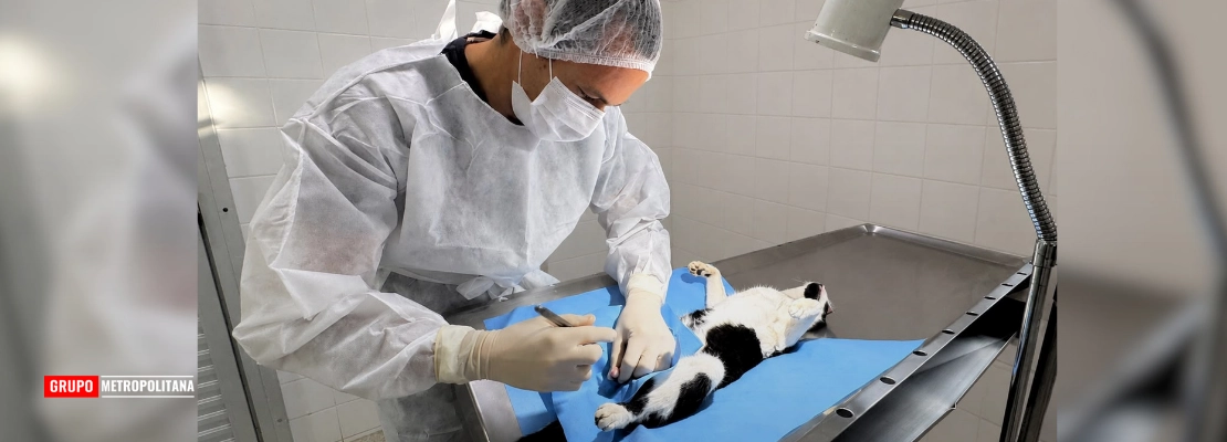 TUTORES DE CÃES E GATOS PODEM SOLICITAR CASTRAÇÃO GRATUITA DE SEUS ANIMAIS EM PIRACICABA