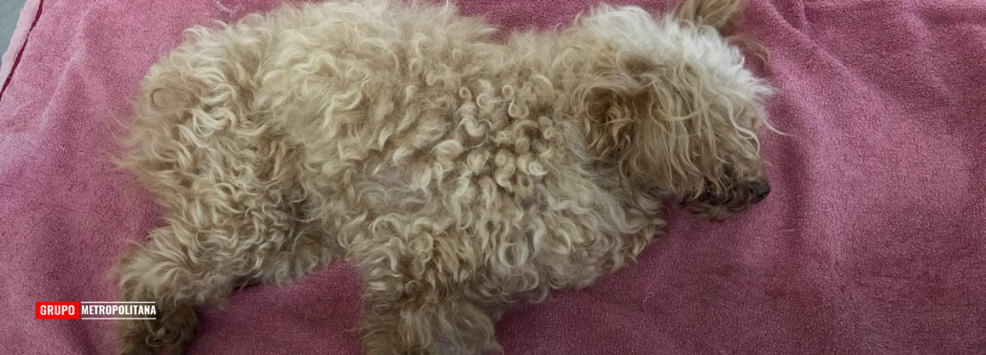 HOMEM É PRESO EM FLAGRANTE POR MAUS-TRATOS APÓS CÃO MORRER SEM ÁGUA E COMIDA EM CAPIVARI