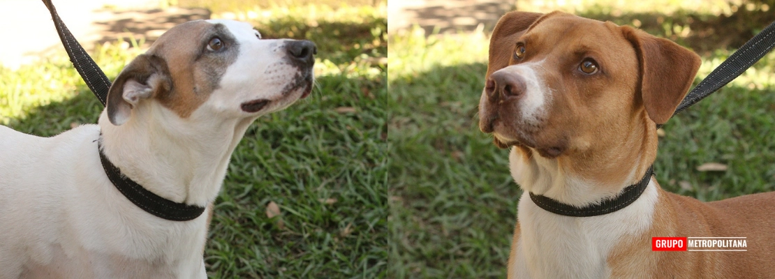 FEIRA DE ADOÇÃO BUSCA NOVOS LARES PARA CÃES, GATOS E CAVALOS RESGATADOS; AÇÃO ACONTECE NESTE SÁBADO