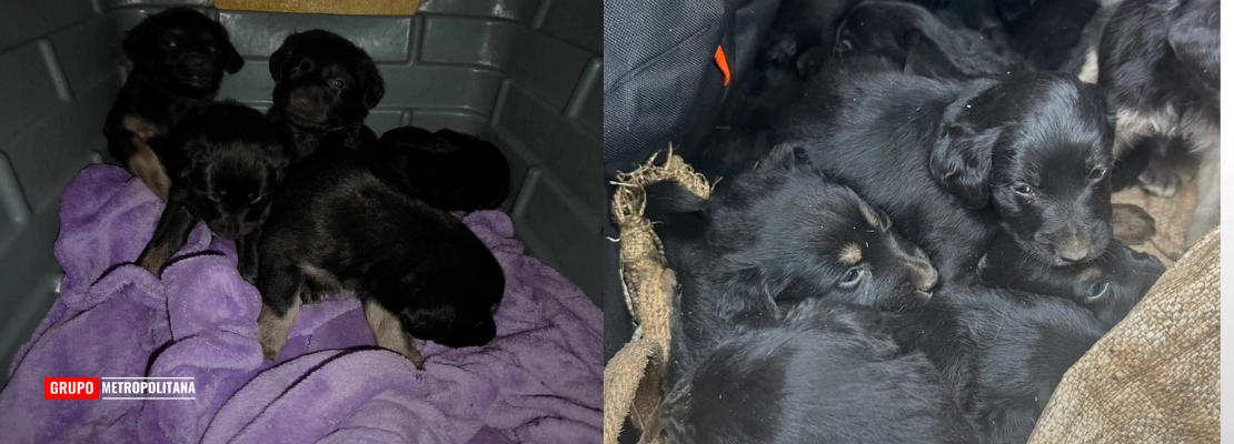 FILHOTES DE CÃES SÃO ENCONTRADOS DENTRO DE SACO AMARRADO PRÓXIMO À ESTÂNCIA DARJAN, EM LIMEIRA