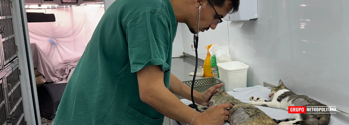 NOVO SISTEMA DE CADASTRO PARA CASTRAÇÃO GRATUITA DE ANIMAIS JÁ ESTÁ DISPONÍVEL