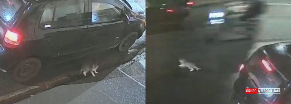 GATO É ABANDONADO NO MEIO DA RUA E QUASE É ATROPELADO EM PIRACICABA