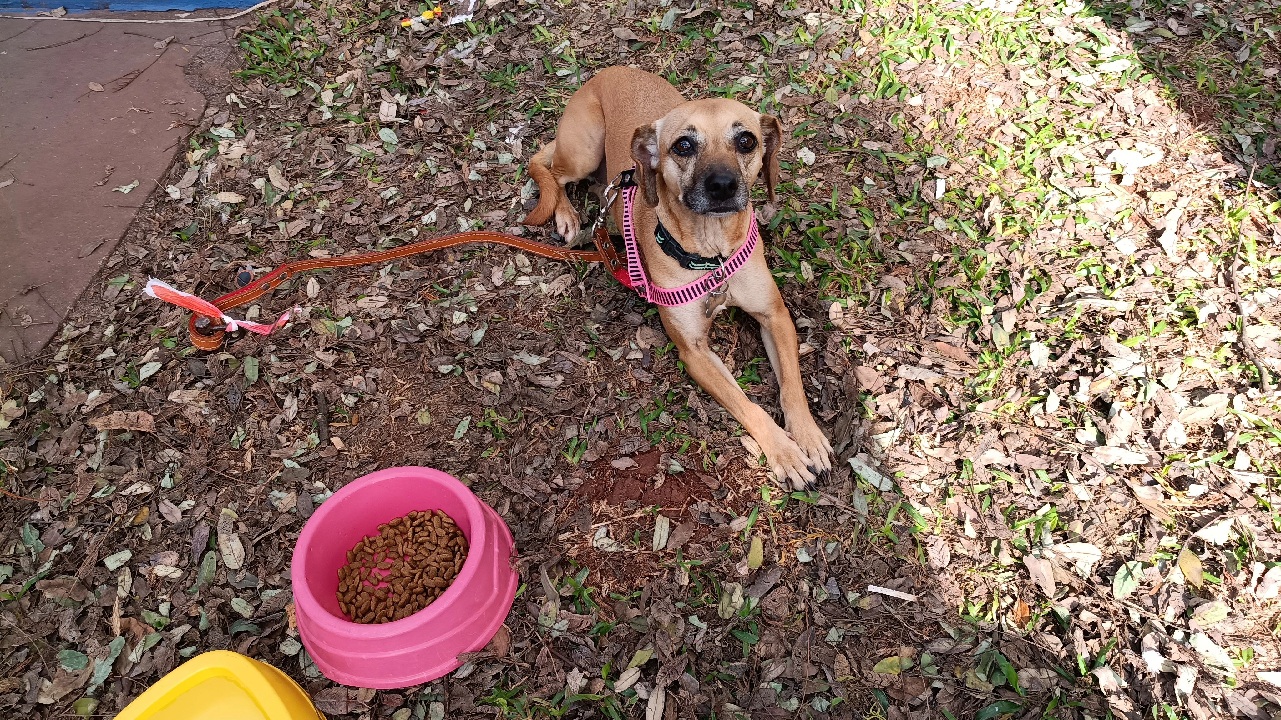 instituição dedicada ao acolhimento, tratamento e adoção de cães e gatos em situação de abandono ou maus-tratos em Maringá.