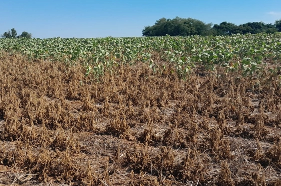 Mesmo com previsão de El Niño intenso, seguro rural recua no semestre